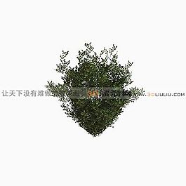 3D灌木模型
