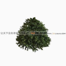 3D灌木模型