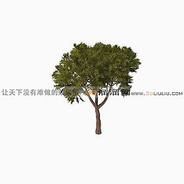3D樹(shù)模型