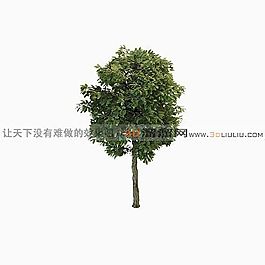 3D樹(shù)模型
