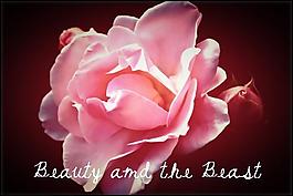 beautyandthebeast字体