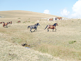 野馬