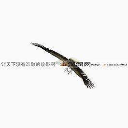3D鷹模型