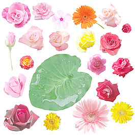 花與葉