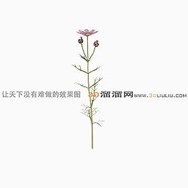 3D花草模型