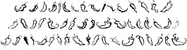 辣椒Dingbats字體