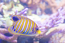 多彩的魚