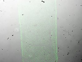 cellstruder V1