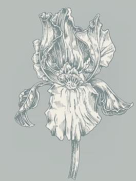 矢量古董芙蓉插圖
