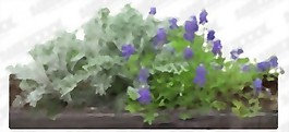花卉PSD分層13