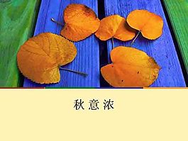 秋意濃PPT模板