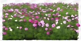 花卉PSD分層18
