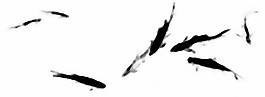 墨魚PSD