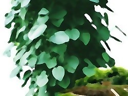 常春藤PSD