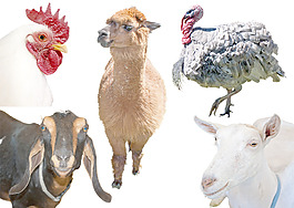 馴養(yǎng)的動物