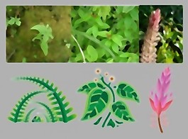 2種藥用植物