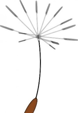 dandelionseed剪貼畫