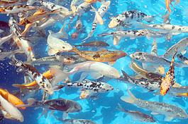 在淡藍(lán)色的魚