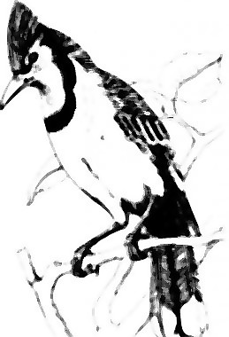 Bluejay剪貼畫