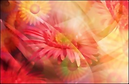 超清晰的主题flower-4