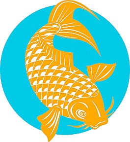 錦鯉魚跳