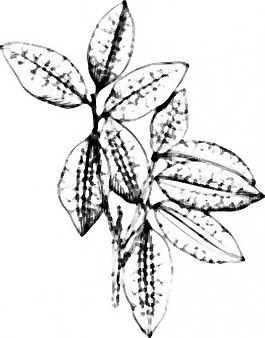 古柯植物剪贴画