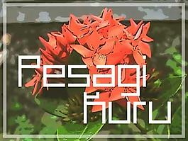 pesagi库鲁病的字体