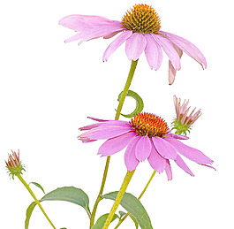 粉紅色的花pictrure