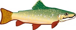 鱒魚(yú)的剪輯藝術(shù)