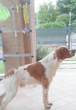 狗