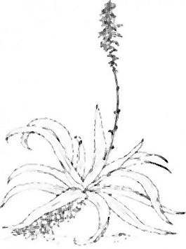 蘆薈的剪輯藝術(shù)