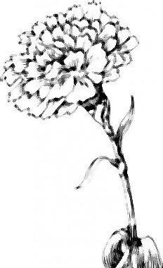 康乃馨花剪贴画