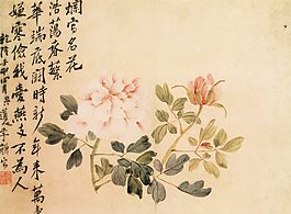 白色牡丹
