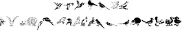 wwfeathers字體