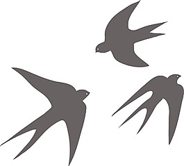 鳥類矢量