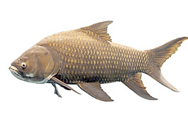 孤立的魚