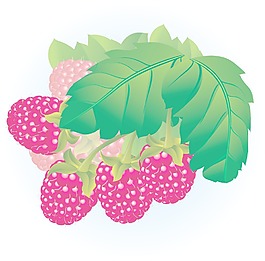 覆盆子向量