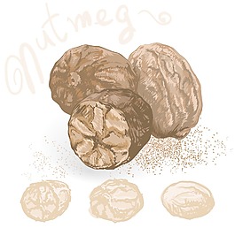 肉豆蔻向量