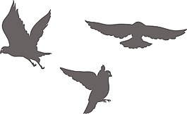 鳥類矢量