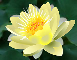 綻放的蓮花透明flash素材