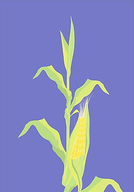 玉米矢量插画