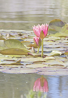 蓮花圖像
