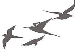 鳥類矢量