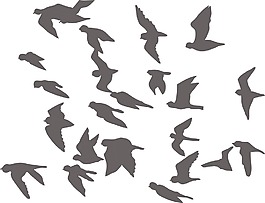 鳥類矢量