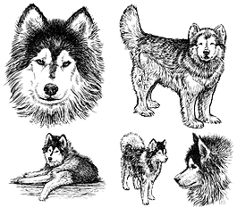 手绘哈士奇插画矢量素材