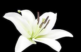 百合花矢量素材