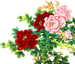 花卉富貴圖
