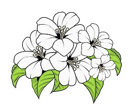白色的花束