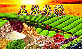 五谷雜糧模板素材圖片