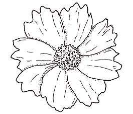 時(shí)尚花紋